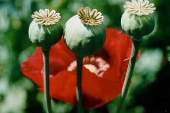 Opium is het melksap van de Opiumpapaver.