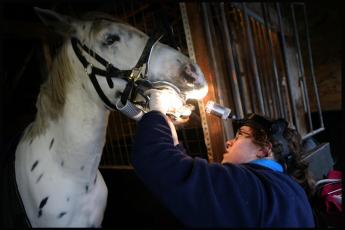 Paardentandarts Anke Oerlemans uit het Brabantse Grave behandelt elke dag vijf of zes paardengebitten.