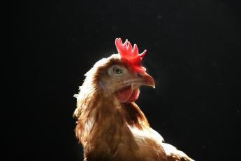 Een kip kan ook na haar dood nog een sprintje trekken.